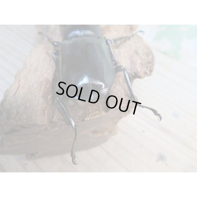 画像3: 26年種親用☆カリンポン産☆ウエストウッディ オオシカクワガタ♂77ミリ♀38ミリペア販売！！