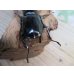 画像3: 26年種親用☆カリンポン産☆ウエストウッディ オオシカクワガタ♂77ミリ♀38ミリペア販売！！ (3)