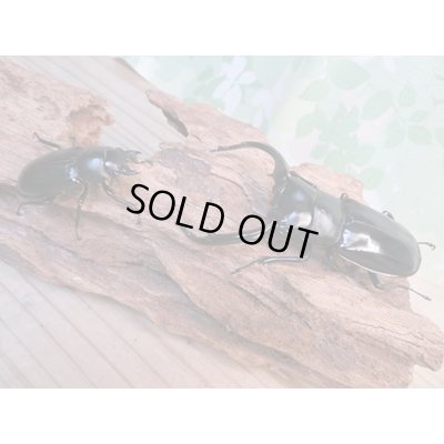 画像5: 26年種親用☆カリンポン産☆ウエストウッディ オオシカクワガタ♂77ミリ♀38ミリペア販売！！