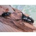 画像5: 26年種親用☆カリンポン産☆ウエストウッディ オオシカクワガタ♂77ミリ♀38ミリペア販売！！ (5)