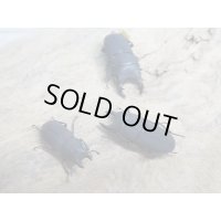 稀少種☆WF3☆ロトゥンダトスツヤケシクワガタ（ナンベイオオクワ）♂♀フリーサイズ3ペアセット販売！！