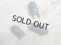 稀少種☆WF3☆ロトゥンダトスツヤケシクワガタ（ナンベイオオクワ）♂♀フリーサイズ3ペアセット販売！！