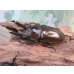 画像1: ☆美麗新成虫☆ババオウゴンオニクワガタ♂64ミリ♀46ミリペア＋♀44.5ミリ計3頭トリオ販売！！ (1)