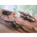 画像6: ☆美麗新成虫☆ババオウゴンオニクワガタ♂64ミリ♀46ミリペア＋♀44.5ミリ計3頭トリオ販売！！