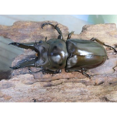 画像2: ☆美麗新成虫☆ババオウゴンオニクワガタ♂64ミリ♀46ミリペア＋♀44.5ミリ計3頭トリオ販売！！