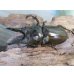 画像2: ☆美麗新成虫☆ババオウゴンオニクワガタ♂64ミリ♀46ミリペア＋♀44.5ミリ計3頭トリオ販売！！ (2)