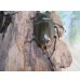 画像3: ☆美麗新成虫☆ババオウゴンオニクワガタ♂64ミリ♀46ミリペア＋♀44.5ミリ計3頭トリオ販売！！
