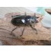 画像4: ☆美麗新成虫☆ババオウゴンオニクワガタ♂64ミリ♀46ミリペア＋♀44.5ミリ計3頭トリオ販売！！