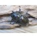 画像5: ☆美麗新成虫☆ババオウゴンオニクワガタ♂64ミリ♀46ミリペア＋♀44.5ミリ計3頭トリオ販売！！