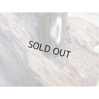 画像3: ☆美麗新成虫☆ババオウゴンオニクワガタ♂70ミリ♀46ミリペア+♀46ミリ計3頭トリオ販売!!