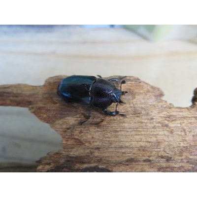 画像3: ☆新成虫☆パプアキンイロクワガタ♂♀♀計3頭フリーサイズトリオ販売！！