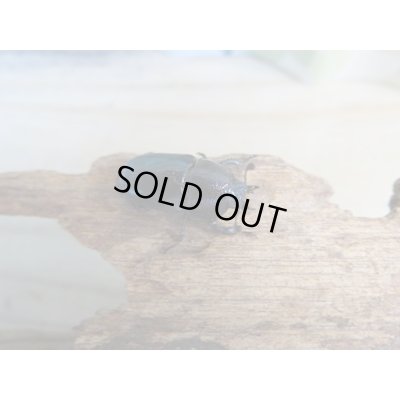 画像3: ☆新成虫no.1☆パプアキンイロクワガタ♂♀♀計3頭フリーサイズトリオ販売！！