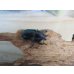 画像3: ☆新成虫☆パプアキンイロクワガタ♂♀♀計3頭フリーサイズトリオ販売！！ (3)