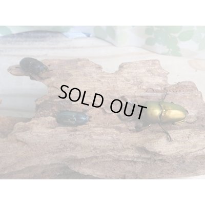 画像4: ☆新成虫no.1☆パプアキンイロクワガタ♂♀♀計3頭フリーサイズトリオ販売！！