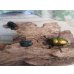 画像4: ☆新成虫☆パプアキンイロクワガタ♂♀♀計3頭フリーサイズトリオ販売！！ (4)
