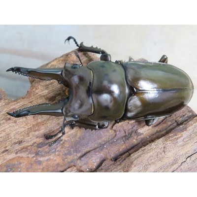 画像2: ☆美麗新成虫☆ババオウゴンオニクワガタ♂70ミリ♀46ミリペア＋♀46ミリ計3頭トリオ販売！！