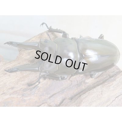 画像2: ☆美麗新成虫☆ババオウゴンオニクワガタ♂70ミリ♀46ミリペア+♀46ミリ計3頭トリオ販売!!