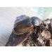 画像4: 新成虫☆F3☆モロンシロカブト♂75ミリ♀58ミリペア販売！！ (4)