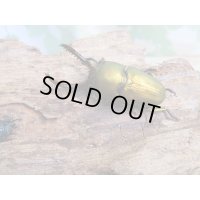 ☆新成虫no.1☆パプアキンイロクワガタ♂♀♀計3頭フリーサイズトリオ販売！！