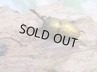 ☆新成虫no.1☆パプアキンイロクワガタ♂♀♀計3頭フリーサイズトリオ販売！！