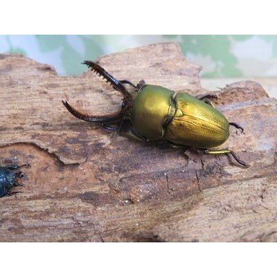 画像1: ☆新成虫☆パプアキンイロクワガタ♂♀♀計3頭フリーサイズトリオ販売！！
