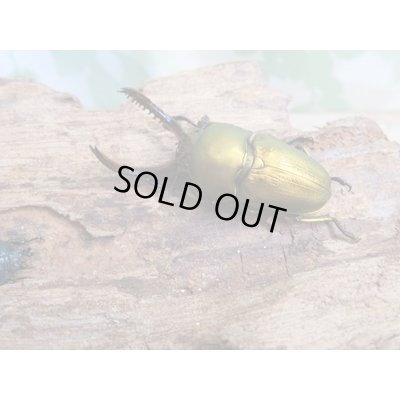 画像1: ☆新成虫no.1☆パプアキンイロクワガタ♂♀♀計3頭フリーサイズトリオ販売！！