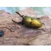 画像1: ☆新成虫☆パプアキンイロクワガタ♂♀♀計3頭フリーサイズトリオ販売！！ (1)