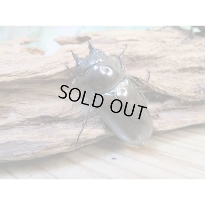 画像4: ☆美麗新成虫☆ババオウゴンオニクワガタ♂70ミリ♀46ミリペア+♀46ミリ計3頭トリオ販売!!