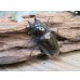画像4: ☆美麗新成虫☆ババオウゴンオニクワガタ♂70ミリ♀46ミリペア＋♀46ミリ計3頭トリオ販売！！