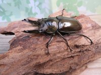 ☆美麗新成虫☆ババオウゴンオニクワガタ♂64ミリ♀45ミリペア販売！！
