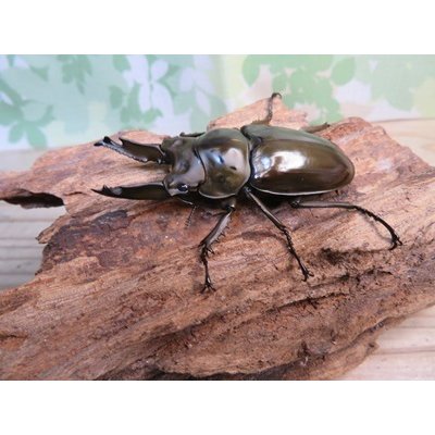 画像1: ☆美麗新成虫☆ババオウゴンオニクワガタ♂64ミリ♀45ミリペア＋♀45ミリ計3頭トリオ販売！！