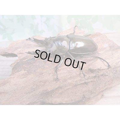 画像1: ☆美麗新成虫☆ババオウゴンオニクワガタ♂64ミリ♀45ミリペア+♀45ミリ計3頭トリオ販売!!