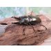 画像1: ☆美麗新成虫☆ババオウゴンオニクワガタ♂64ミリ♀45ミリペア＋♀45ミリ計3頭トリオ販売！！ (1)