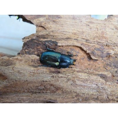 画像2: ☆新成虫☆パプアキンイロクワガタ♂♀♀計3頭フリーサイズトリオ販売！！