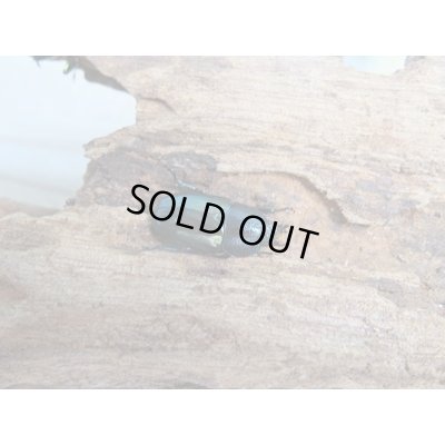 画像2: ☆新成虫no.1☆パプアキンイロクワガタ♂♀♀計3頭フリーサイズトリオ販売！！