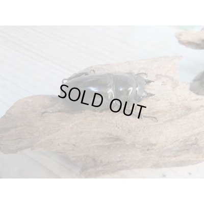 画像5: ☆美麗新成虫☆ババオウゴンオニクワガタ♂70ミリ♀46ミリペア+♀46ミリ計3頭トリオ販売!!