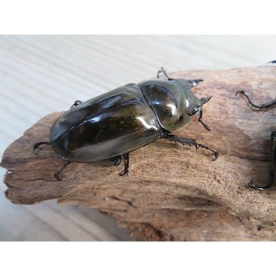 画像4: ☆美麗新成虫☆ババオウゴンオニクワガタ♂64ミリ♀45ミリペア販売！！