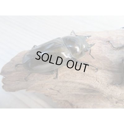 画像5: ☆美麗新成虫☆ババオウゴンオニクワガタ♂64ミリ♀45ミリペア+♀45ミリ計3頭トリオ販売!!