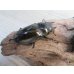 画像5: ☆美麗新成虫☆ババオウゴンオニクワガタ♂64ミリ♀45ミリペア＋♀45ミリ計3頭トリオ販売！！