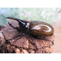 新成虫☆F3☆モロンシロカブト♂75ミリ♀58ミリペア販売！！