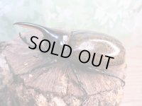 新成虫☆F3☆モロンシロカブト♂75ミリ♀58ミリペア販売！！