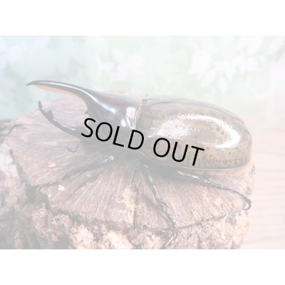 画像1: 新成虫☆F3☆モロンシロカブト♂75ミリ♀58ミリペア販売！！