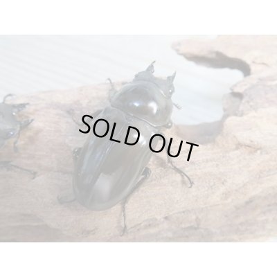 画像4: ☆美麗新成虫☆ババオウゴンオニクワガタ♂64ミリ♀45ミリペア+♀45ミリ計3頭トリオ販売!!