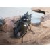 画像4: ☆美麗新成虫☆ババオウゴンオニクワガタ♂64ミリ♀45ミリペア＋♀45ミリ計3頭トリオ販売！！