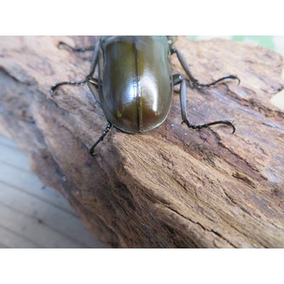 画像3: ☆美麗新成虫☆ババオウゴンオニクワガタ♂64ミリ♀45ミリペア販売！！
