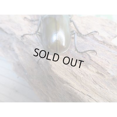 画像3: ☆美麗新成虫☆ババオウゴンオニクワガタ♂64ミリ♀45ミリペア+♀45ミリ計3頭トリオ販売!!