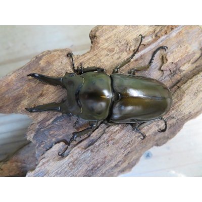 画像2: ☆美麗新成虫☆ババオウゴンオニクワガタ♂64ミリ♀45ミリペア＋♀45ミリ計3頭トリオ販売！！