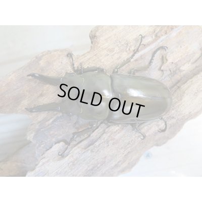 画像2: ☆美麗新成虫☆ババオウゴンオニクワガタ♂64ミリ♀45ミリペア+♀45ミリ計3頭トリオ販売!!