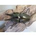 画像2: ☆美麗新成虫☆ババオウゴンオニクワガタ♂64ミリ♀45ミリペア＋♀45ミリ計3頭トリオ販売！！ (2)