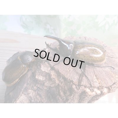 画像5: 新成虫☆F3☆モロンシロカブト♂75ミリ♀58ミリペア販売！！